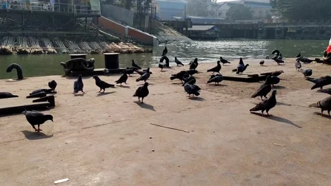 Pigeons are moving . Stock Footage 145762755