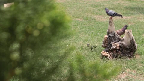 Pigeons are in the park Video stock 119047009