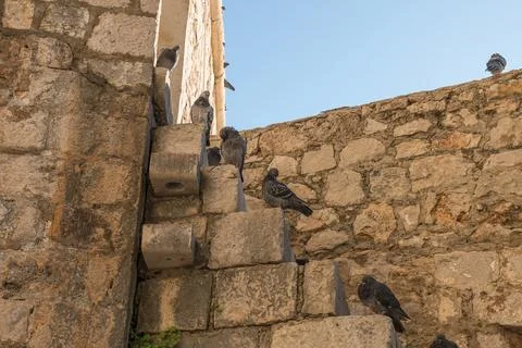 Pigeons are problem in medieval old towns. Defecating and nesting in inconv.. Stock Photos