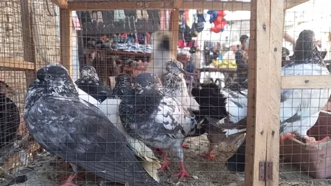 Pigeons are resting inside the cage Stock Footage 161723733
