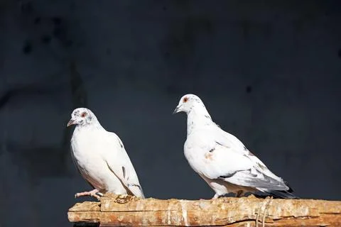 The pigeons are resting. 스톡 사진