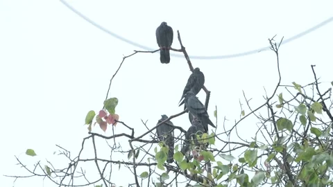 The pigeons are shivering on a tree in the rain Stock Footage 340126937