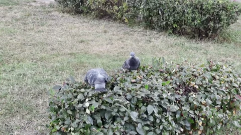Pigeons are sitting in trees, pigeons are sitting on bushes eating berries Stock Footage 262062007