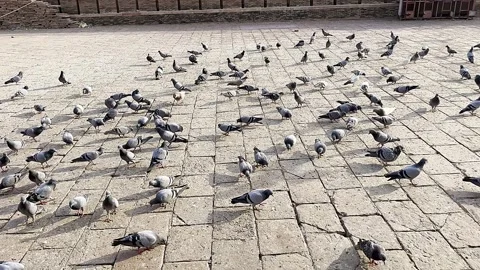 Pigeons are very happy in Multan, Pakistan. Stock-Footage 295213402