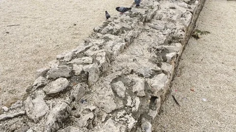 Pigeons on the asphalt Stock Footage 101369396