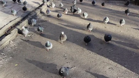 Pigeons attack run Vídeos de archivo 84656317