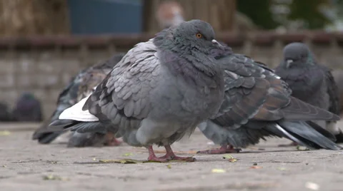 Pigeons in the autumn Stock Footage 31125014