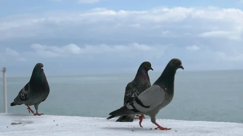 Pigeons on the background of a of the sea. Stock Footage 108932483