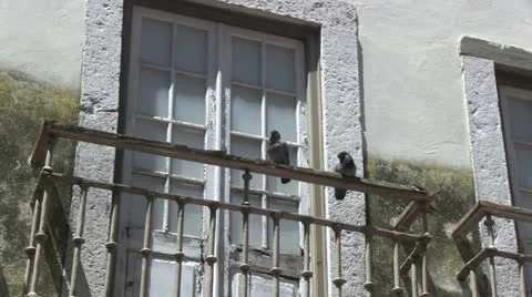 Pigeons on balcony Stock Footage 24849710