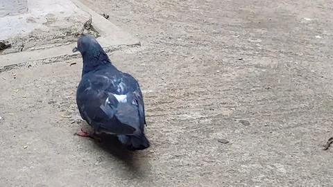 Pigeons basically prefer to live in groups. Stock Photos