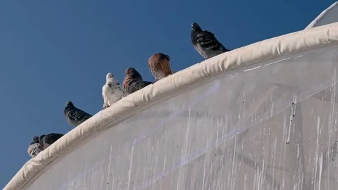Pigeons Bask in the Spring Sun Stock Footage 303668925
