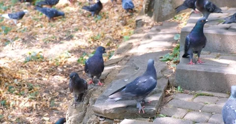 Pigeons bask in the sun on a stone staircase in the park and peck seeds Stock Footage 220506518
