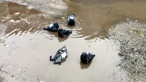 Pigeons bathe in the city puddle Stock Footage 231438249