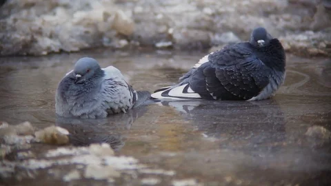 Pigeons Bathe In Cold Water Stock Footage 70524168