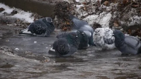 Pigeons bathe in a pool of cold water, winter day. Stock Footage 72408666