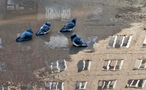 Pigeons bathe in a puddle Stock Photos