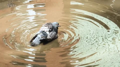 Pigeons bathe in a puddle on the road on a hot summer day. Stock Footage 241746410