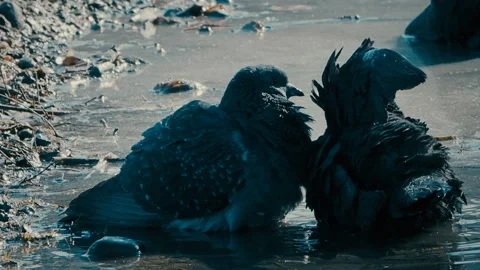 Pigeons bathe in a puddle on a spring day Video stock 129584283