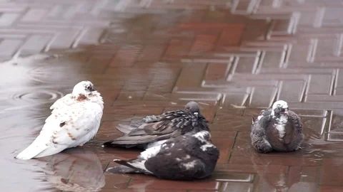 Pigeons bathe in the rain Stock Footage 78511364