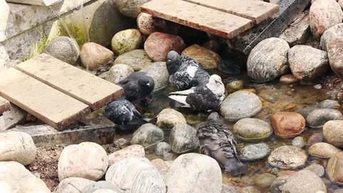 Pigeons bathe in source Stock Footage 76255006