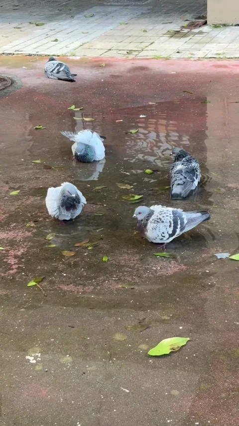 Pigeons bathing after rain in winter Stock Footage 327561334