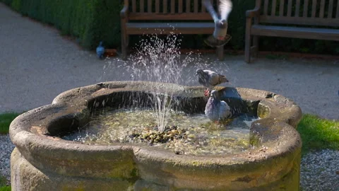 Pigeons bathing and drinking in a stone fountain Stock Footage 309002529