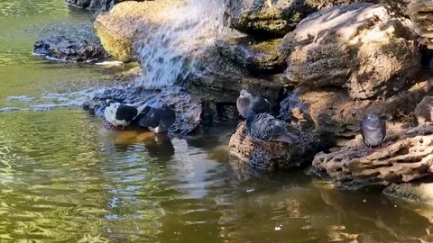 Pigeons bathing and resting by a small waterfall in a park pond 스톡 동영상 331401345