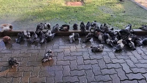 Pigeons Bathing Footage Video stock 264388479