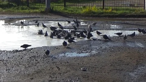 Pigeons bathing in a puddle Stock Footage 82492668
