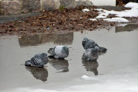 Pigeons bathing in a puddle Stock Photos