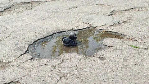Pigeons bathing puddle Two birds doves standing washing splashing puddle asphalt Stock Footage 297656066