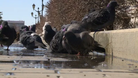 Pigeons bathing in a puddle of water Stock Footage 88712551