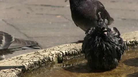 Pigeons bathing in water Stockbeeldmateriaal 12761035
