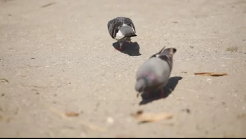 Pigeons on Beach 스톡 동영상 7132360
