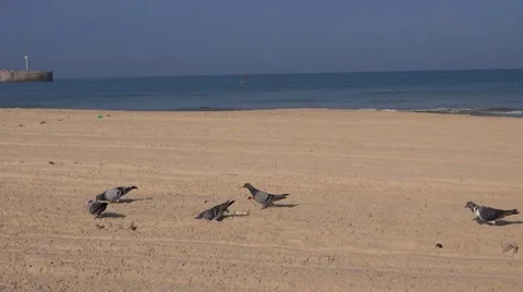 Pigeons on the beach Stock Footage 12208843