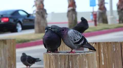 Pigeons At The Beach Stock Footage 42311922