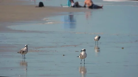 Pigeons on Beach 動画素材 77487826