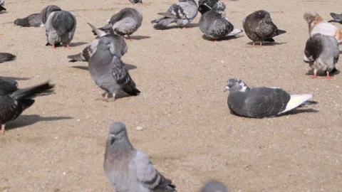 Pigeons on the beach Video stock 91177996