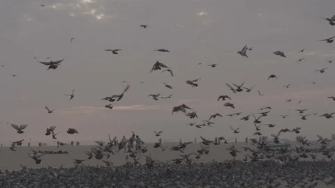 Pigeons on beach  Stock Footage 93892764