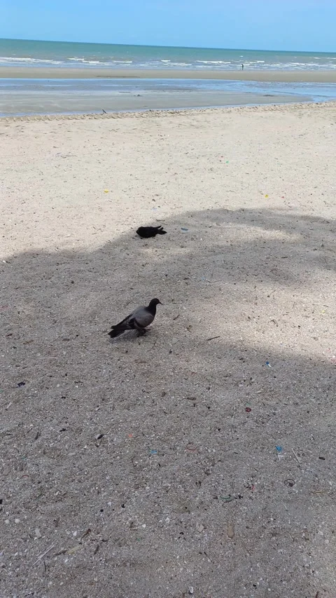Pigeons at the beach Stock Footage 276603124