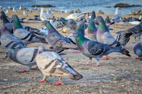 Pigeons on the Beach. Stock Photos