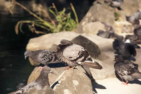 Pigeons on the beach Stock Photos