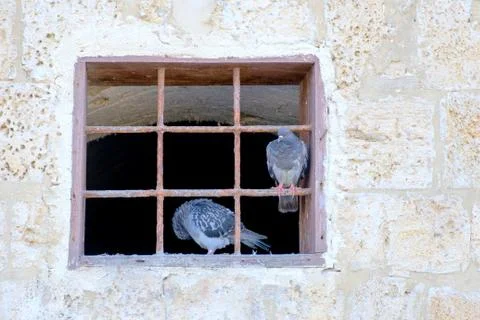 Pigeons behind bars in a window sit Stock Photos