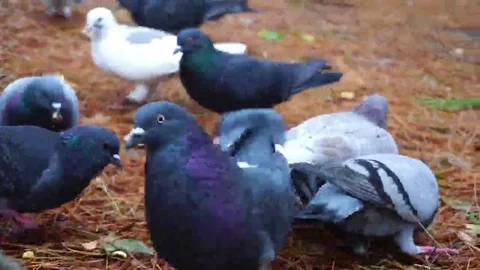 Pigeons being fed bread in the coniferous forest Video stock 69191340