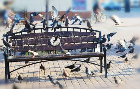 Pigeons on the bench Stock Photos