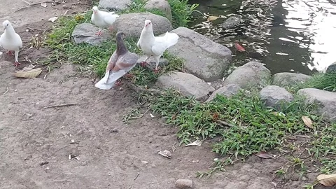 Pigeons beside the pond Stock Footage 288182115