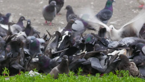 Pigeons. A big pack in the city. Vídeo Stock 209155023