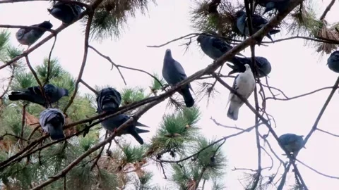 Pigeons on big tree branches Stock Footage 169248542