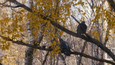 Pigeons on Birch Tree Yellow Leafs Golden Autumn Stockbeeldmateriaal 118193653