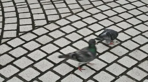 The pigeons bird (doves) walking at the park in the late afternoon Stock Footage 61932012